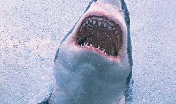 不怕打雷下大雨的動物,只怕雨水不怕風(fēng)什么動物圖5