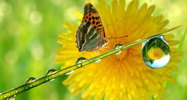 不怕打雷下大雨的動物,只怕雨水不怕風(fēng)什么動物圖6