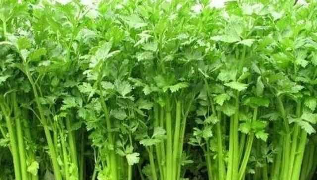 芹菜屬于什么類蔬菜，芹菜是我們常吃的一種蔬菜，都有哪些種類？如何種植才能高產(chǎn)？圖1