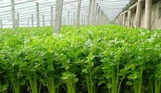 芹菜屬于什么類蔬菜，芹菜是我們常吃的一種蔬菜，都有哪些種類？如何種植才能高產(chǎn)？圖2