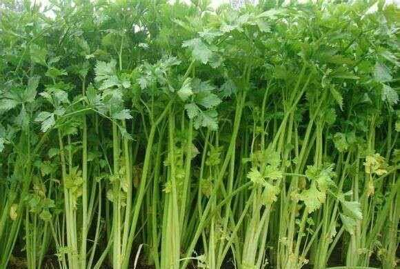 芹菜屬于什么類蔬菜，芹菜是我們常吃的一種蔬菜，都有哪些種類？如何種植才能高產(chǎn)？圖3