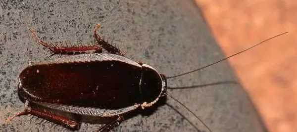 高層蟑螂多還是低層多,樓層越高蟑螂越少嗎圖2