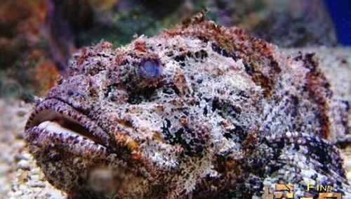 石頭見水會(huì)著火是什么化學(xué)東西引起的