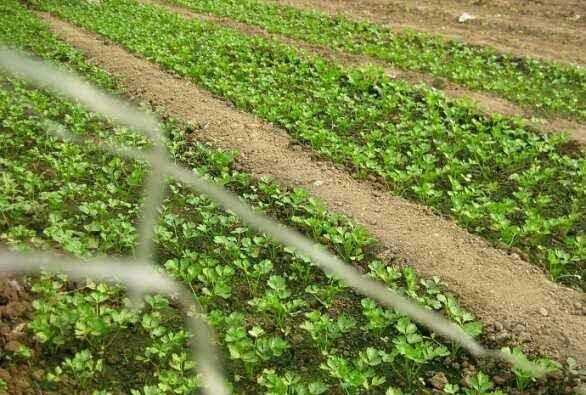 芹菜屬于什么類蔬菜，芹菜是我們常吃的一種蔬菜，都有哪些種類？如何種植才能高產(chǎn)？圖5