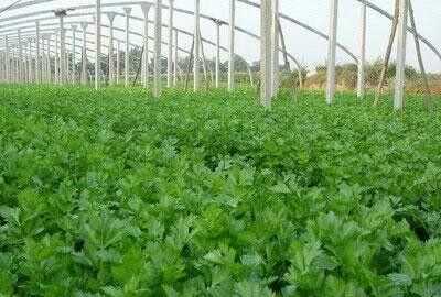 芹菜屬于什么類蔬菜，芹菜是我們常吃的一種蔬菜，都有哪些種類？如何種植才能高產(chǎn)？圖6