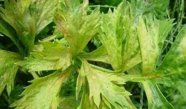 芹菜屬于什么類蔬菜，芹菜是我們常吃的一種蔬菜，都有哪些種類？如何種植才能高產(chǎn)？圖7