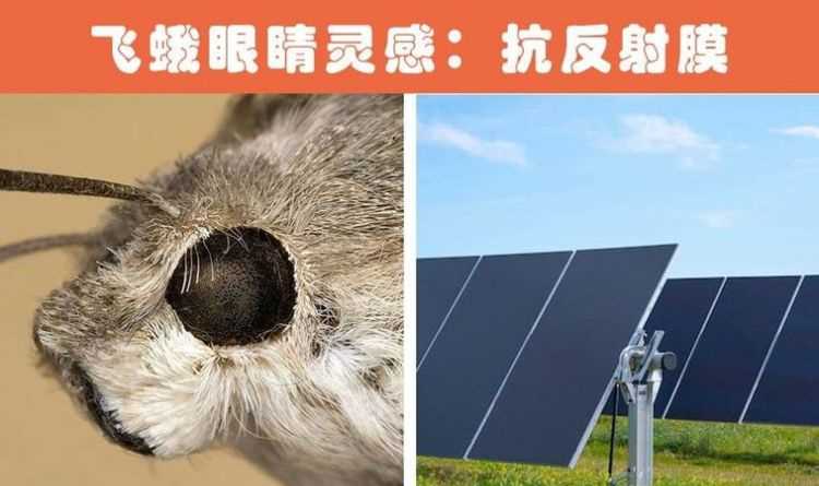 人們從什么動(dòng)物的身上得到了啟示發(fā)明了什么