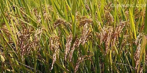 秋天的水果有哪些，秋天成熟的農(nóng)作物有哪些？圖3