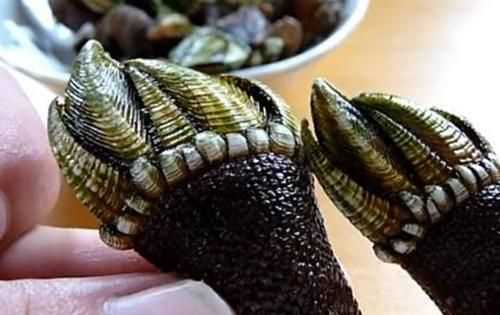 藤壺和佛手是一樣嗎,萬能的網(wǎng)友知道這是什么海鮮