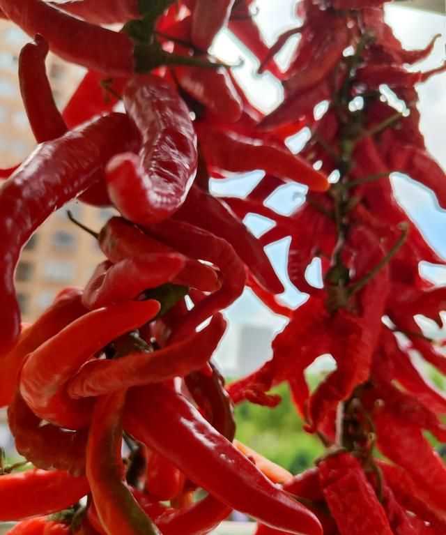 辣椒怎么曬干不變色，怎么曬干辣椒不變色？圖1