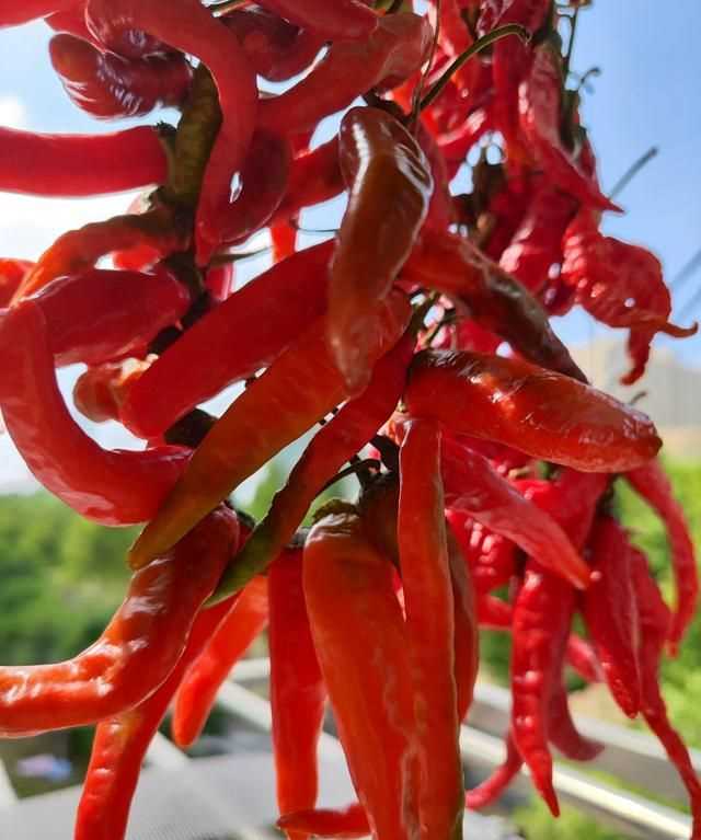 辣椒怎么曬干不變色，怎么曬干辣椒不變色？圖2