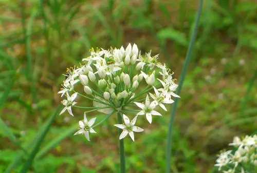 韭菜花的花苞可以吃,韭菜花苞可以一起炒嗎圖1