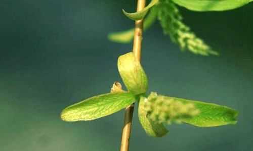 柳樹(shù)葉泡水有毒,什么人不能喝柳樹(shù)葉水飲料圖4