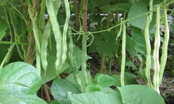 孕婦可以吃豆角葉嗎