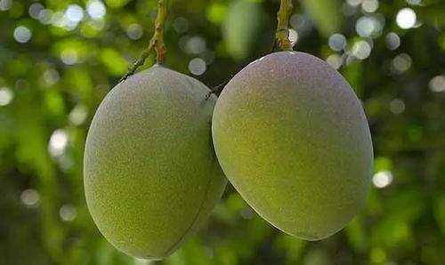 金煌芒果怎么算熟,如何判斷芒果熟了沒(méi)有圖4