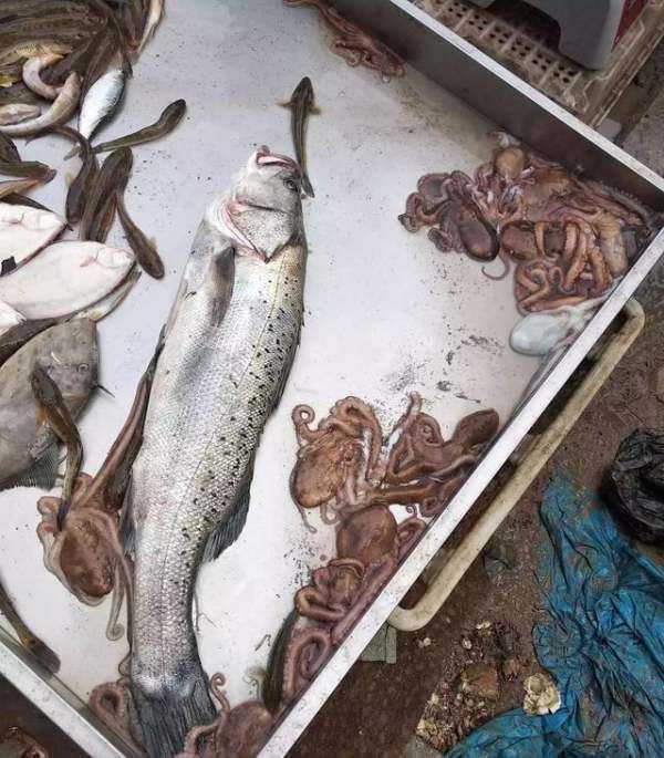海鮮爆頭是什么東西,海邊有些漁民吃八爪魚(yú)動(dòng)不動(dòng)就是爆頭的圖1