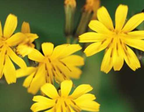 黃色有什么含義,黃色寓意和象征賺金幣是什么圖1