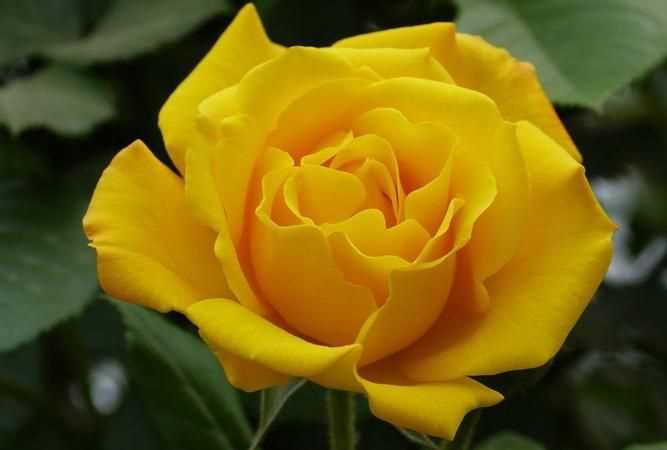 黃色有什么含義嗎