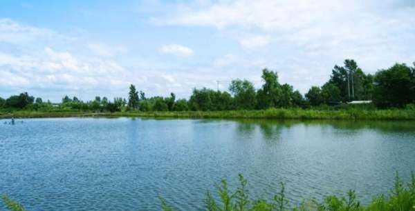 食用石灰粉可以用什么代替,沒(méi)有食用石灰可以用別的材料代替嗎圖8