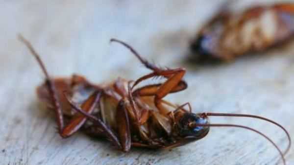 燈光會吸引會飛蟑螂,開燈睡覺會不會有蟑螂圖1