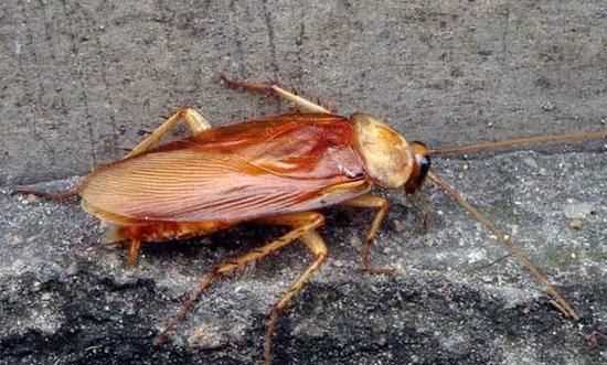 開著燈會吸引蟑螂嗎