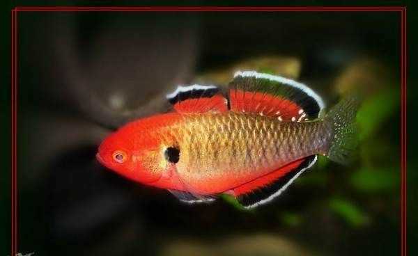 塘鱧的營養(yǎng)價(jià)值,塘鲺的作用圖1