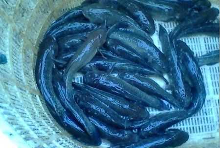 塘鱧的營養(yǎng)價(jià)值,塘鲺的作用圖2