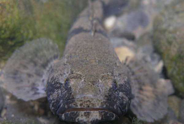 塘鱧的營養(yǎng)價(jià)值,塘鲺的作用圖4