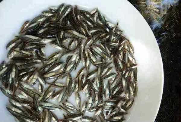 塘鱧的營養(yǎng)價(jià)值,塘鲺的作用圖5