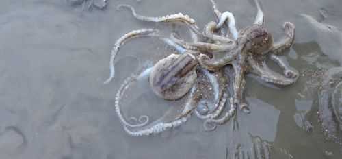 八爪魚的墨汁可以吃嗎 吃它有什么好處