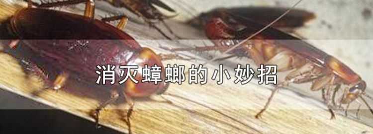 蟑螂不怕洗衣粉怎么辦