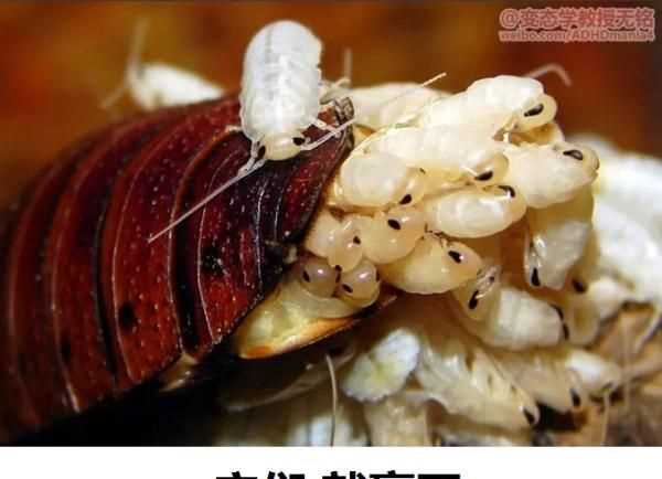 洗衣粉能殺死蟑螂嗎