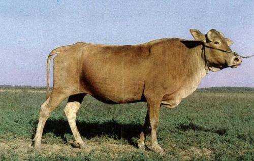 牛尾的功效和作用,牛的尾巴有什么作用答案圖9