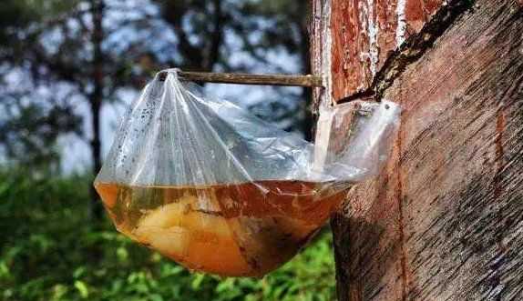 褲子上的松樹油怎么處理,褲子上松樹油干了怎么去掉圖1