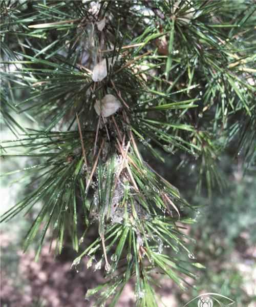 褲子上沾到松樹油子怎么清洗