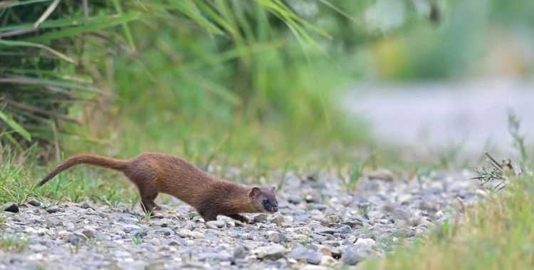 千年黑萬年白，黃鼠狼討封和拜月是真的嗎我以前殺死過不少黃鼠狼，用汽油燒死的，用水淹死的，用針扎死