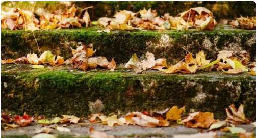 立秋還有公母之分,公秋扇子丟誰說的圖5