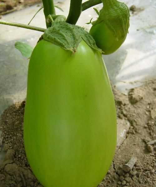 茄果類蔬菜有哪些特點茄果類蔬菜有哪些特點