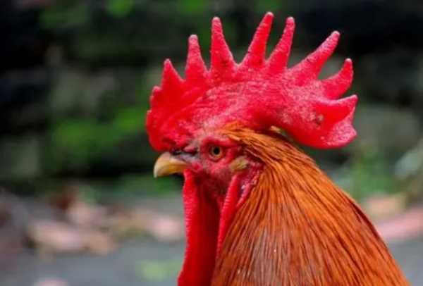 雞頭有重金屬,雞腦袋可以吃嗎圖2