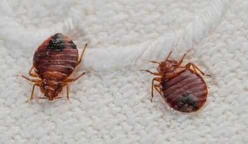 臭蟲(chóng)在水里泡多久才會(huì)死，家里有臭蟲(chóng)，怎么樣才能快速除掉呢？圖1