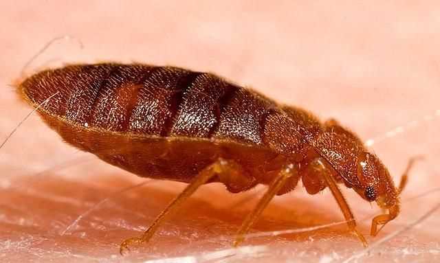 臭蟲(chóng)在水里泡多久才會(huì)死，家里有臭蟲(chóng)，怎么樣才能快速除掉呢？圖3