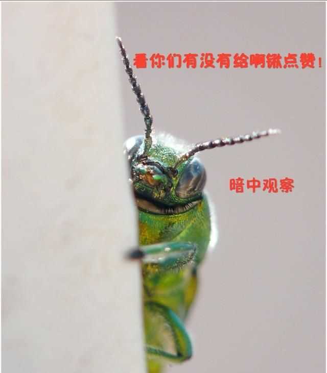 臭蟲(chóng)在水里泡多久才會(huì)死，家里有臭蟲(chóng)，怎么樣才能快速除掉呢？圖6