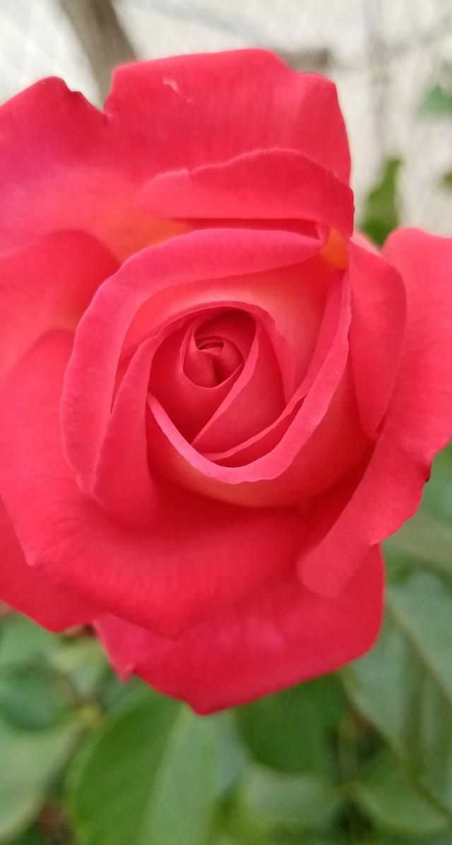 文化產(chǎn)品有哪些，黎族文化產(chǎn)品有哪些？圖7