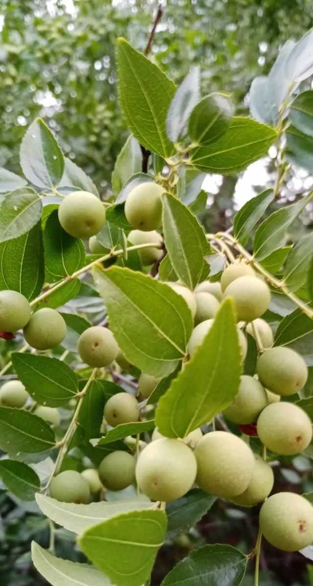 文化產(chǎn)品有哪些，黎族文化產(chǎn)品有哪些？圖8