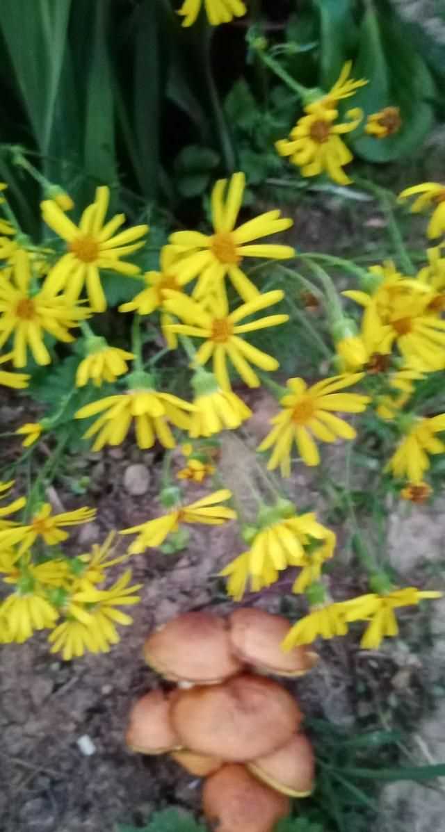 文化產(chǎn)品有哪些，黎族文化產(chǎn)品有哪些？圖10