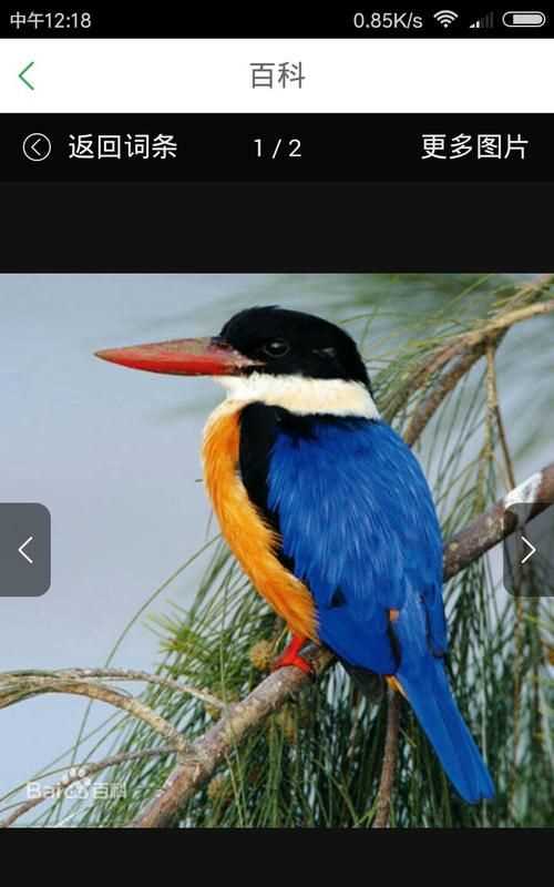 黑頭長(zhǎng)尾巴的鳥(niǎo)是什么鳥(niǎo)呢