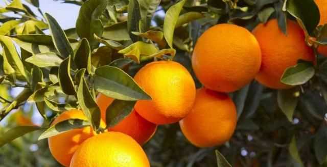 芫荽和香菜有什么區(qū)別，「桔子」和「橘子」有什么區(qū)別？圖3