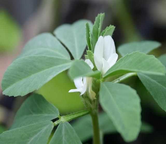 芫荽和香菜有什么區(qū)別，「桔子」和「橘子」有什么區(qū)別？圖4