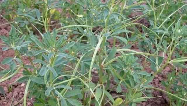 芫荽和香菜有什么區(qū)別，「桔子」和「橘子」有什么區(qū)別？圖5