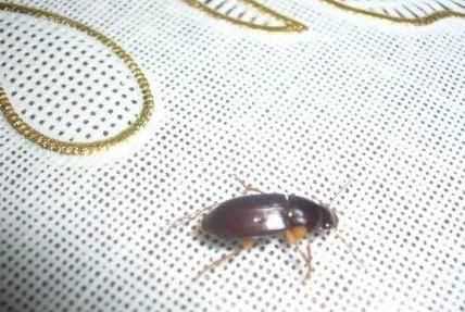 家里有蟑螂怎么辦能除根家里放一物絕對沒蟑螂超威